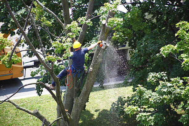 Lawn Watering Services in Orchard Hills, PA