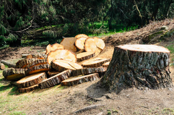 How Our Tree Care Process Works  in  Orchard Hills, PA